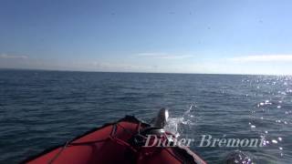 Sardine run aux sept îles avec des dauphins commun et des fous de bassan Back Ouest Terre Fragile [upl. by Limoli]