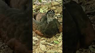 Great curassow hen  Playa del Carmen Mexico tropical Caribbean jungle bird life nature explore [upl. by Yeltsew]