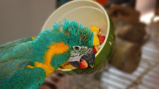 How to Get Your Parrot to Eat HEALTHY Foods  WHAT TO FEED TO PARROTS [upl. by Dunkin]