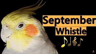 👉👉September Whistle  Cockatiels Birds Parrot Training Songs 👈👈 [upl. by Kokoruda]