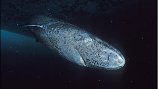 Facts The Greenland Shark [upl. by Aenil845]