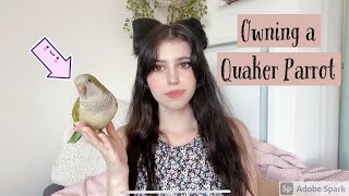 Everything you need to know about owning a Quaker Parrot [upl. by Mandler319]