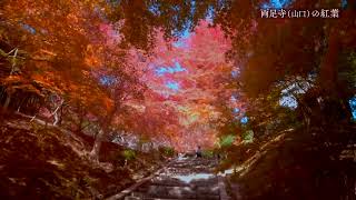 境内150本が紅く染まる「もみじ寺」山口・両足寺【山口の紅葉2023】 [upl. by Ahsiuq]