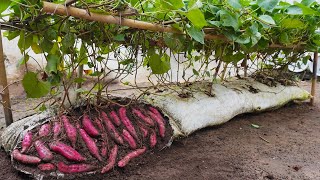 Why do sweet potatoes grown in soil bags have so many large tubers [upl. by Keeryt271]