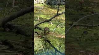 Watching a muskrat at Ha Ha Tonka State Park in MO [upl. by Nawuq727]