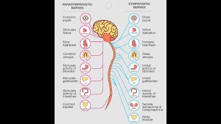 Physiology  Autonomic Nervous System  1st lecture  part 1  DrNagi  Arabic [upl. by Lamhaj]