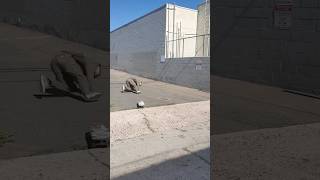 Bob street bully skaterskits skateboarding viralshort skate comedy viral skater sk8 funny [upl. by Barry227]