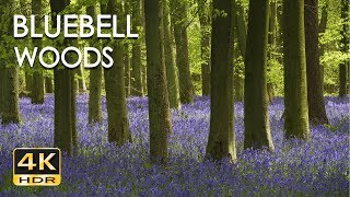 4K HDR Bluebell Woods  English Forest  Birds Singing  No Loop  Relaxing Nature Video amp Sounds [upl. by Viviane]