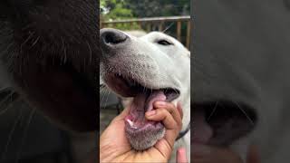 🧿🧿🧿puppy akbash Canada youtubeshorts viralvideo 1111 [upl. by Egidio]