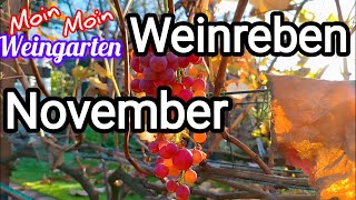 Weinrebe November letzte Trauben Vorbereitung für Veredelung Stecklinge Rückschnitt [upl. by Aleta828]