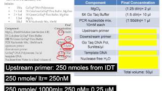 Assemble PCR Assay The DNA Lab [upl. by Marabel]