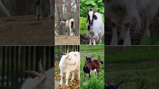 GOAT SOUND  FOREST GOAT TYPES OF GOATS peusu goat animals [upl. by Nosrettap146]