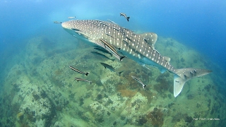 Two Whale Sharks at Shark Island  Koh Tao Thailand 20th February 2017 [upl. by Irrak]