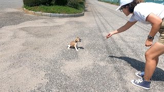 Rescue weak stray puppy wandering streets alone [upl. by Ailadi330]