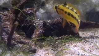 Apistogramma macmasteri hybryda HD Hodowla Apisto Szczecin [upl. by Llerdnek]