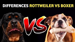 Rottweiler Vs Boxer comparison  Dog VS Dog  Boxer vs Rottweiler dog [upl. by Galen25]