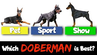 Show vs Working vs Pet Dobermans — How Theyre Different [upl. by Kevyn]