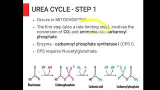 Biochemistry  Urea Cycle and its Disorders [upl. by Nell]