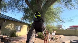 Large Tucson Palo Verde pruned with commentary ArboristAdvice￼ [upl. by Rochester]