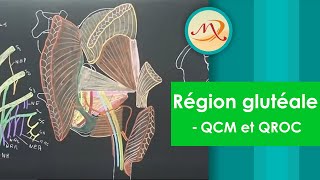 Anatomie de la région glutéale QCM et QROC [upl. by Benedikta297]