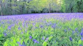 Cornwall swathed in stunning carpets of bluebells [upl. by Ttevy]