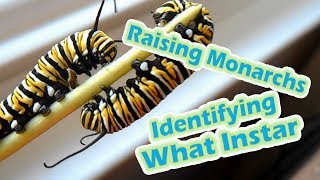 Raising Monarchs  Identifying What Instar Help The Monarch Butterfly [upl. by Lacym]