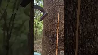 The process of collecting latex from rubber trees using toolsshorts tools [upl. by Zoila]