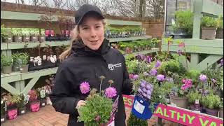 Scabious perennials at Davies Brothers Nursery [upl. by Beane]