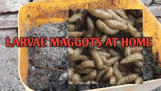 How To Raise Insects At Home Live Food For Chicken  Larvae Maggotas At Home [upl. by Rutan990]