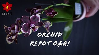 Repotting new Mini Phalaenopsis amp QampA  Orchid Care for Beginners [upl. by Yebloc]