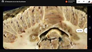 Physiologie le Cervelet  2éme Med [upl. by Innoj]