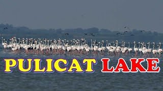 quotPALAVERKADUquot  PULICAT LAKE  Bird Sanctuary  Best Tourist Place [upl. by Acnayb]