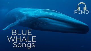 Blue whales real sounds Song of Whales Deep ocean ASMR ambience [upl. by Thorr]