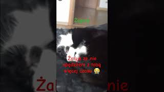 żegnaj kotku 😭😭😭 miała raka sad foryou dlaciebie cat [upl. by Giacinta]