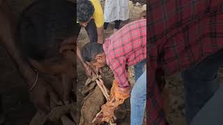 Dystocia in cow treatment obstetrics operation veterinary youtubeshorts gaushala cow mother [upl. by Anaujait]