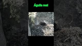 Águila real💚Pollo emplumado 100 [upl. by Ittam]