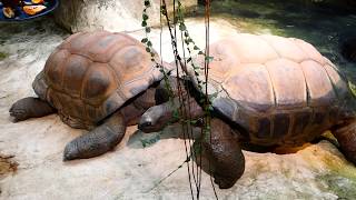 Seychellen Riesenschildkröte Aldabrachelys gigantea Bananenfalter Zoo Schönbrunn – FZ82 Superzoom [upl. by Grussing]