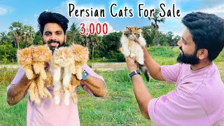 Persian Cats For Sale  Persian Cat  persian cat price in india  persian cat rate  cats for life [upl. by Rurik]