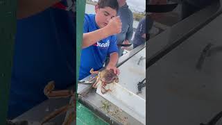 How to crack a crab 🦀 fishing god shortvideo shorts shortsvideo crab fyp shortvideo water [upl. by Salvucci]