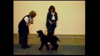 Clicker training calmness in dogs  Karen Pryor [upl. by Suivatco]