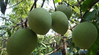 Moovandan mango tree with lot of mangoes [upl. by Aun]