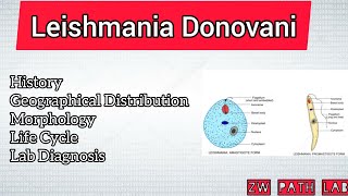 Leishmania Donovani  Morphology life cycle  Part 2 [upl. by Chud]