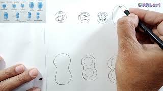 9th FB Biology Diagram 20Stages of Mitosis [upl. by Bronder417]