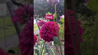 Growing Dahlia for the first time shorts [upl. by Aer]