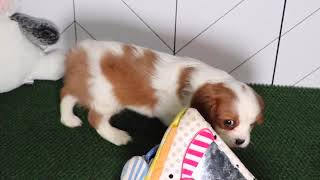 Cavalier King Charles Spaniel Puppy Archer SD 480p [upl. by Ramal]