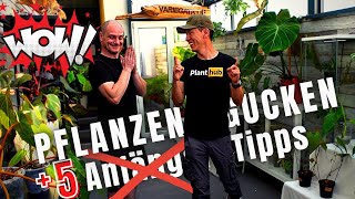 Pflanzen SHOP  5 Anfänger Tipps für Zimmerpflanzen  Pflege Umtopfen Licht Dünger und Co [upl. by Arekahs]