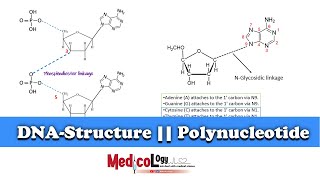 Structure of DNA  Phosphodiester Linkage formation  Nucleotide DNA Strand  UrduHindi [upl. by Rebeh]