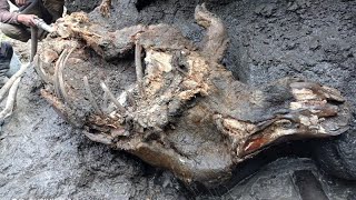 Wellpreserved woolly rhino found in Russias permafrost [upl. by Kenleigh249]