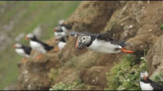 Slow Motion Puffins in Flight  Iceland  Lindblad ExpeditionsNational Geographic [upl. by Constance687]