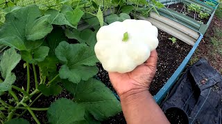 PLANTING SEEDS PATTY PAN SQUASH HARVEST [upl. by Birecree871]